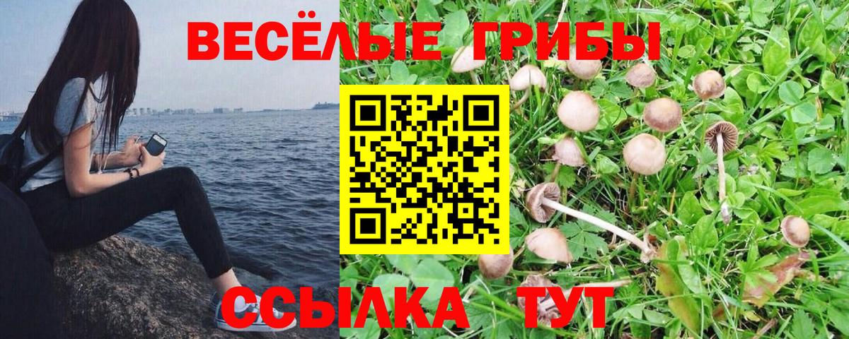 Куйбышев  Псилоцибиновые грибы Magic Shrooms  Вход с VPN 